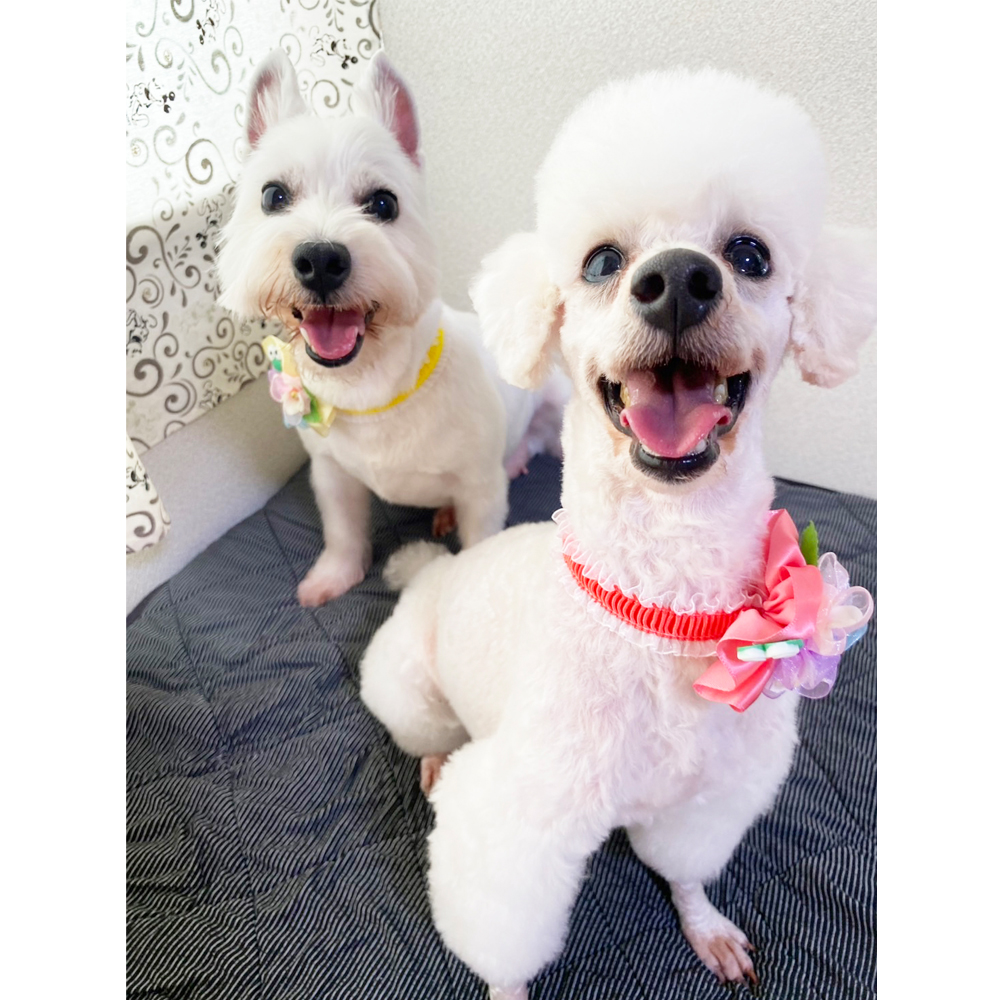 卒業犬のグミちゃんとひのでちゃん☆